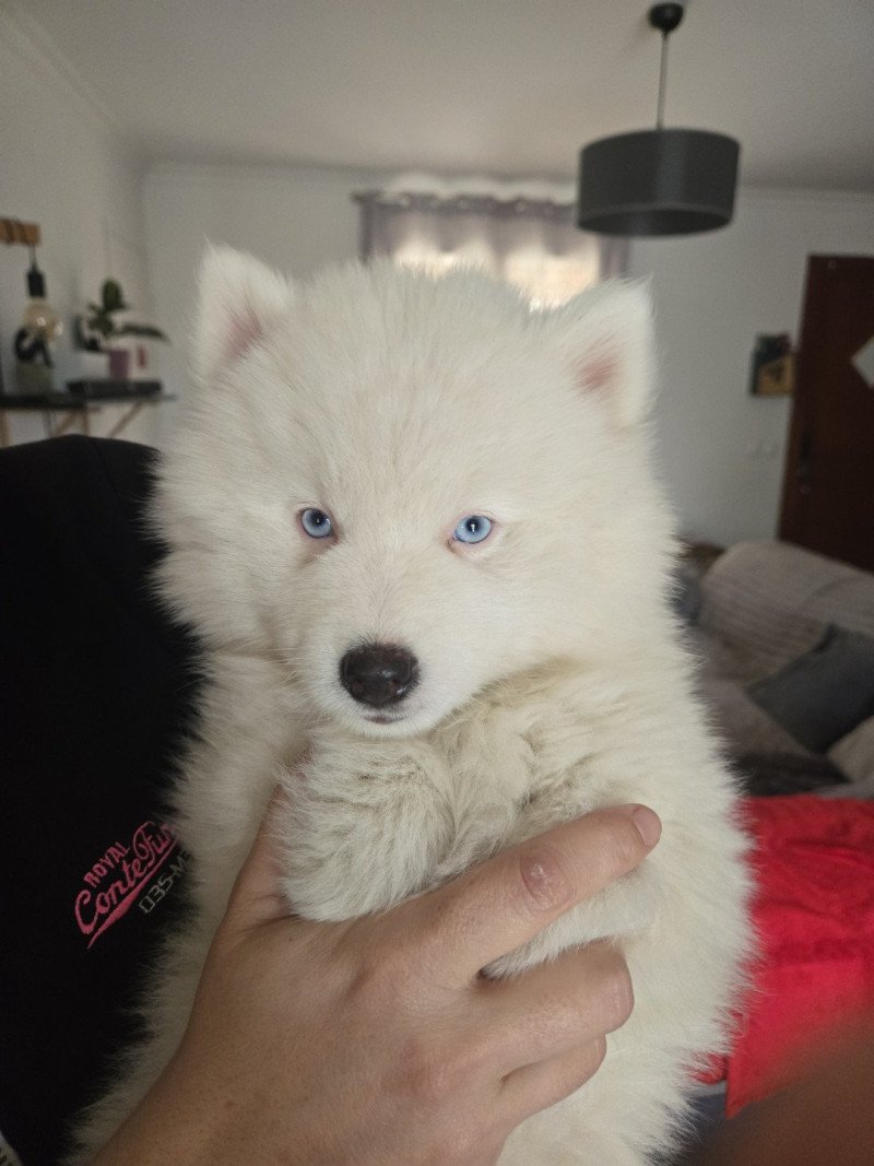 VAMOS du domaine Garlaban Mâle Pomsky