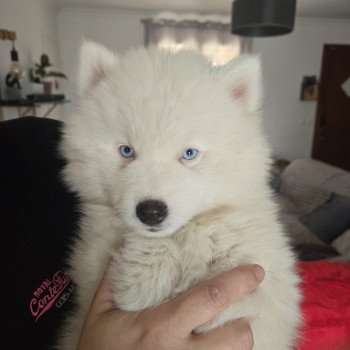 chiot Pomsky Sacrepomskysud