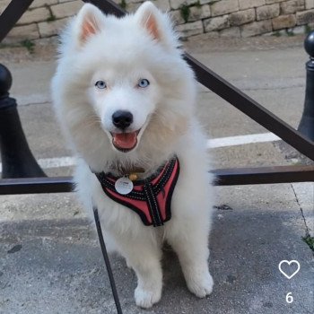 chiot Pomsky VAMOS Sacrepomskysud