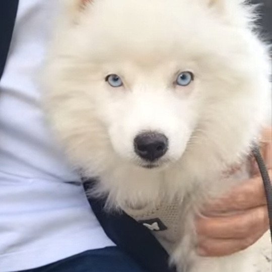 chiot Pomsky VAMOS Sacrepomskysud