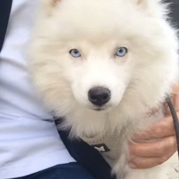 chiot Pomsky VAMOS Sacrepomskysud