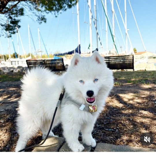 chiot Pomsky VAMOS Sacrepomskysud