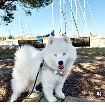 chiot Pomsky VAMOS Sacrepomskysud