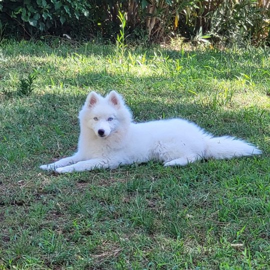 chiot Pomsky VAMOS Sacrepomskysud