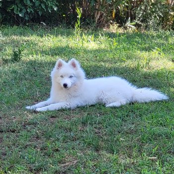 chiot Pomsky VAMOS Sacrepomskysud