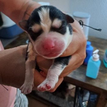 chiot Pomsky noir et blanc Sacrepomskysud