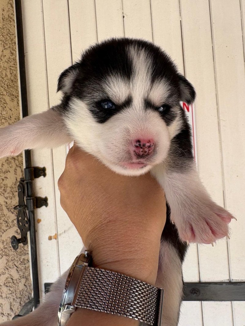 Alma du domaine Garlaban Femelle Pomsky