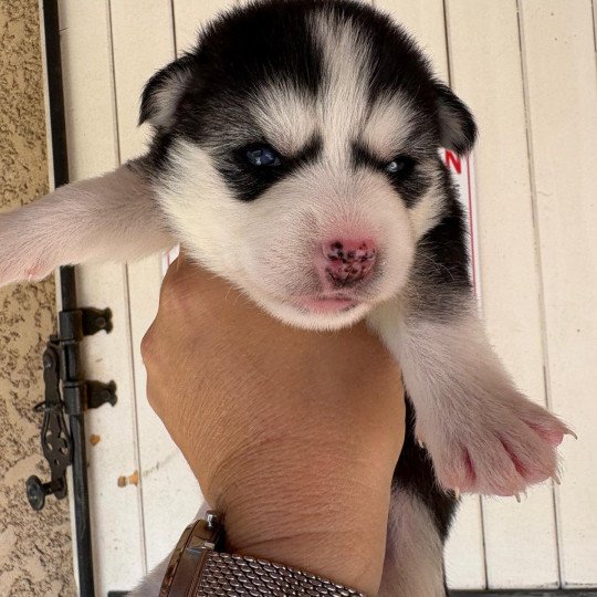 Alma du domaine Garlaban Femelle Pomsky