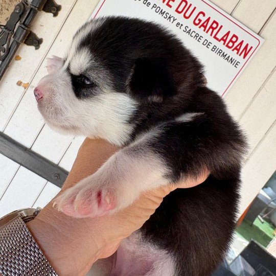 chiot Pomsky noir et blanc Athéna Sacrepomskysud