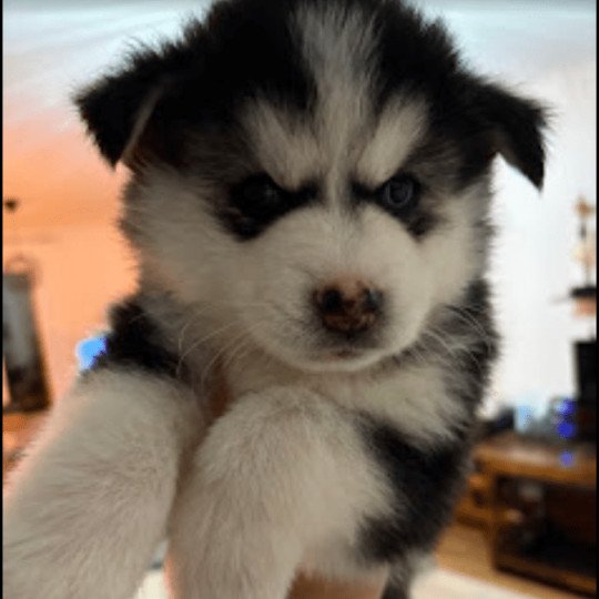 chiot Pomsky noir et blanc Alma Sacrepomskysud