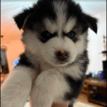 chiot Pomsky noir et blanc Alma Sacrepomskysud