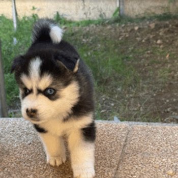 chiot Pomsky noir et blanc Alma Sacrepomskysud