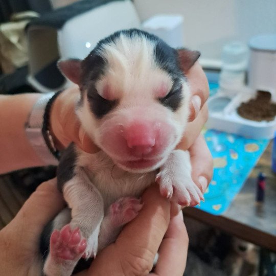chiot Pomsky noir et gris Sacrepomskysud