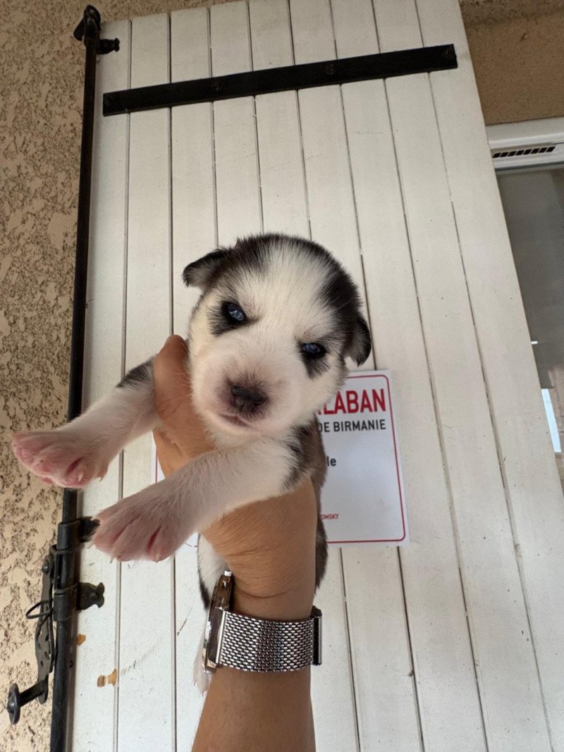 Awaii du domaine Garlaban Femelle Pomsky