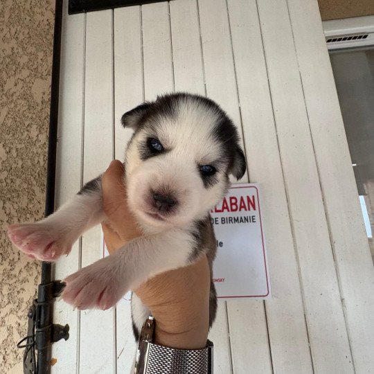 Awaii du domaine Garlaban Femelle Pomsky