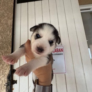 chiot Pomsky agouti Awaii Sacrepomskysud
