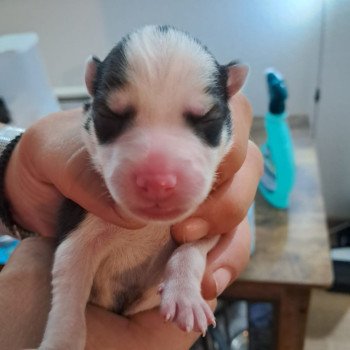 chiot Pomsky noir et marron Sacrepomskysud