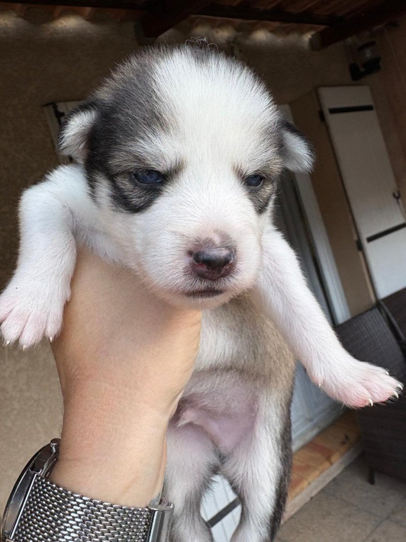 Astral du domaine Garlaban Mâle Pomsky