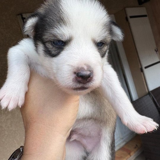 Astral du domaine Garlaban Mâle Pomsky