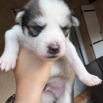 chiot Pomsky agouti Astral Sacrepomskysud