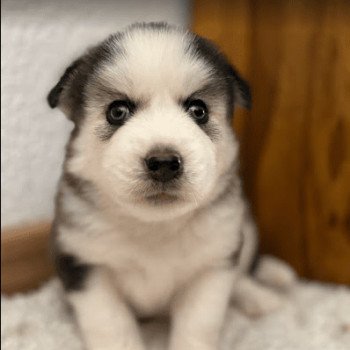 chiot Pomsky agouti Astral Sacrepomskysud