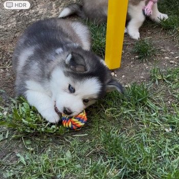 chiot Pomsky agouti Astral Sacrepomskysud