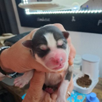 chiot Pomsky agouti Sacrepomskysud