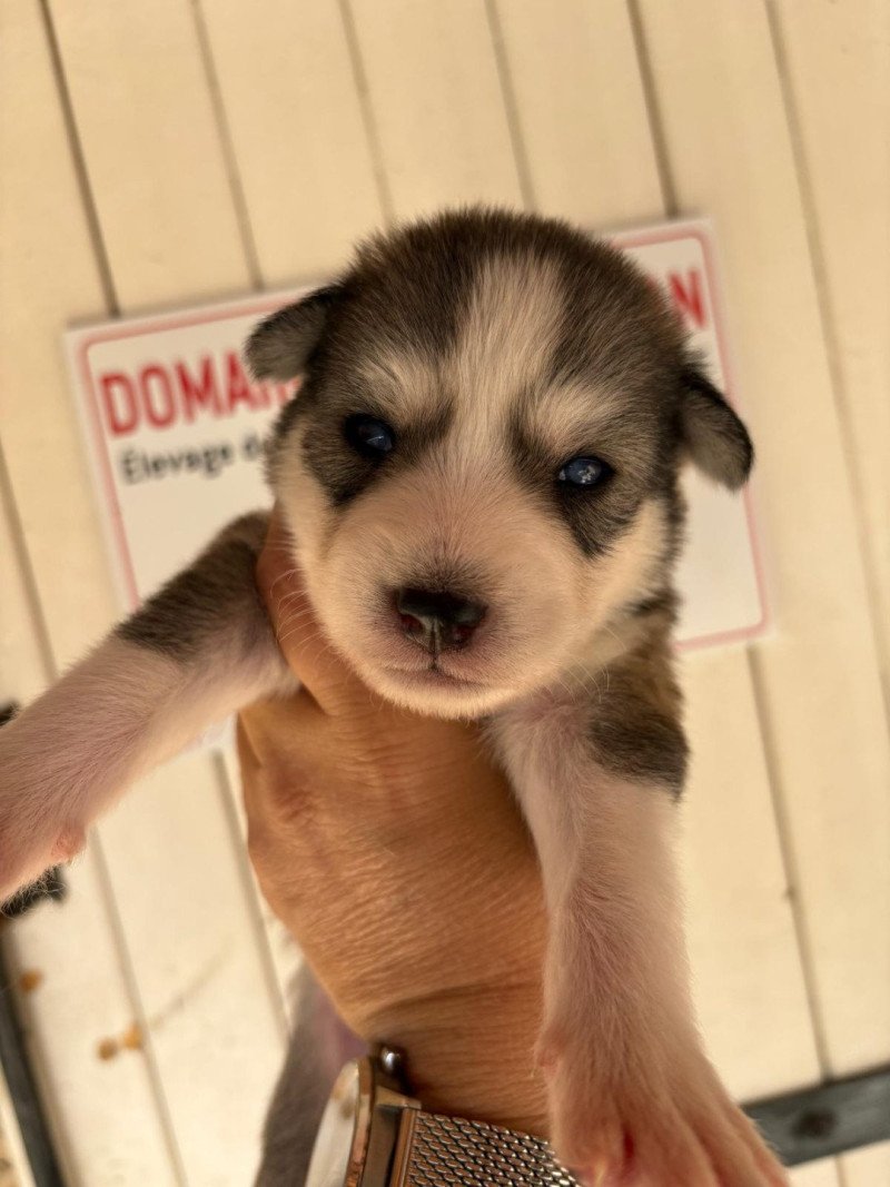 Arès du domaine Garlaban Mâle Pomsky