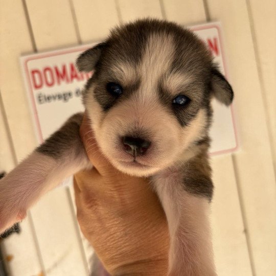Arès du domaine Garlaban Mâle Pomsky