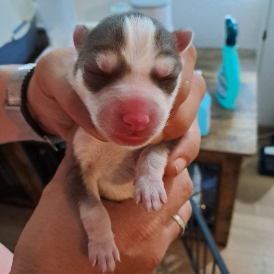 chiot Pomsky chocolat Sacrepomskysud