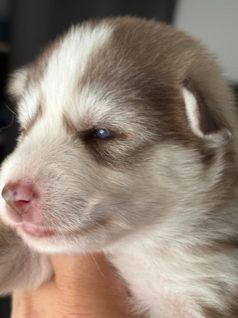 APACHE du domaine Garlaban Femelle Pomsky