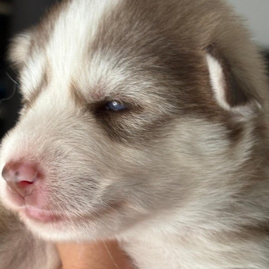 APACHE du domaine Garlaban Femelle Pomsky