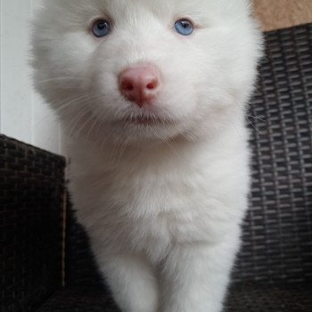 chiot Pomsky blanc apache Sacrepomskysud
