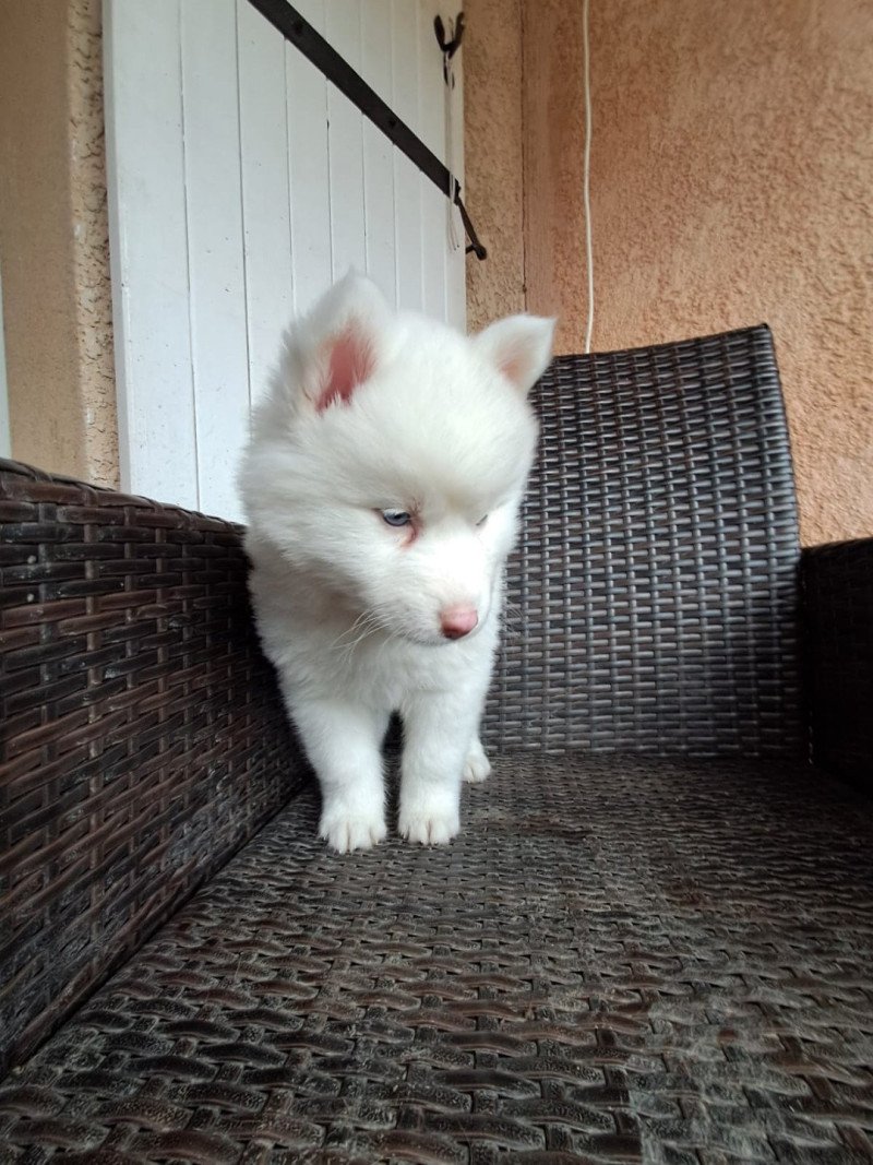 APPY du domaine Garlaban Femelle Pomsky