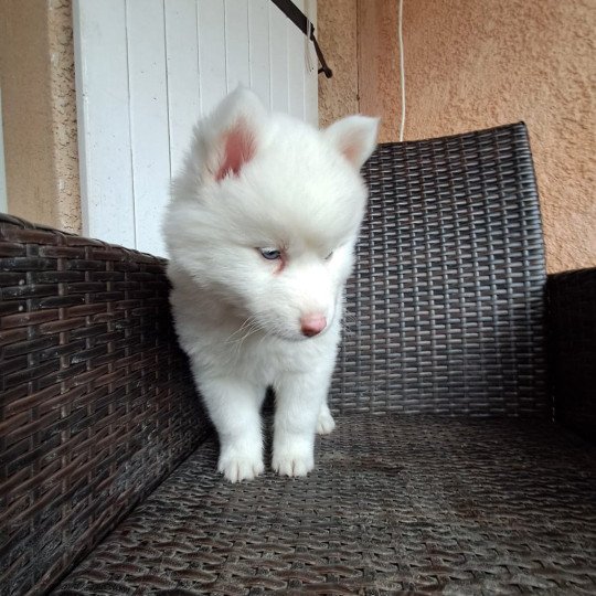 APPY du domaine Garlaban Femelle Pomsky