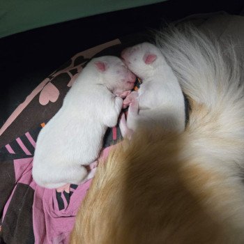 chiot Pomsky blanc APACHE Sacrepomskysud