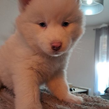 chiot Pomsky blanc APACHE Sacrepomskysud