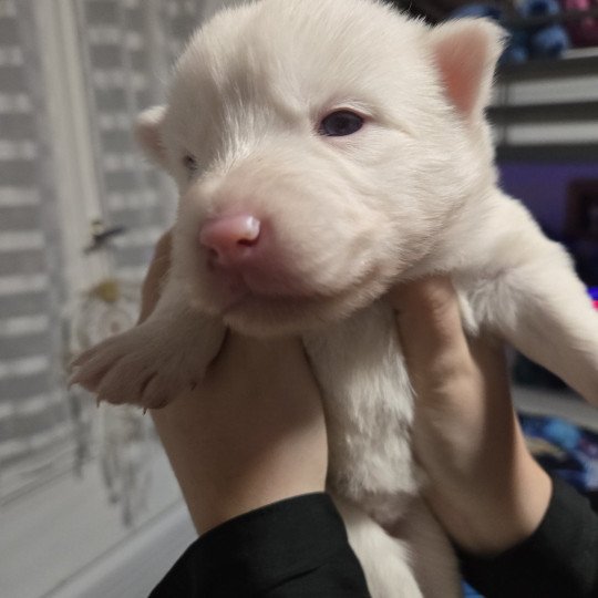 chiot Pomsky blanc APACHE Sacrepomskysud