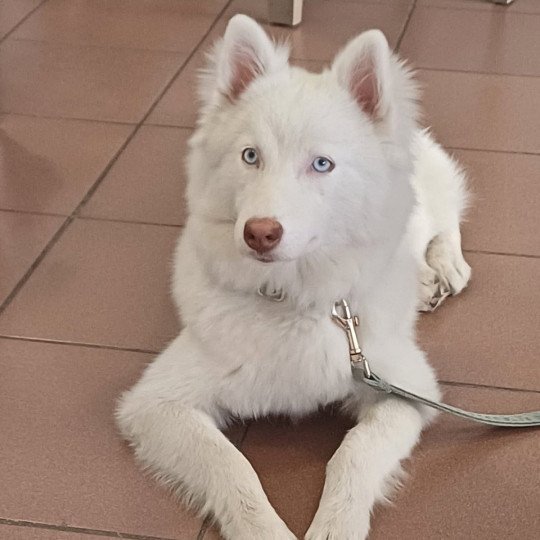 chiot Pomsky blanc APPY Sacrepomskysud