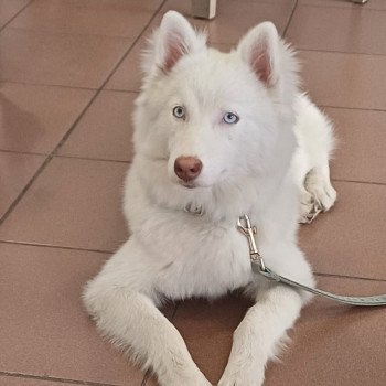 chiot Pomsky blanc APPY Sacrepomskysud