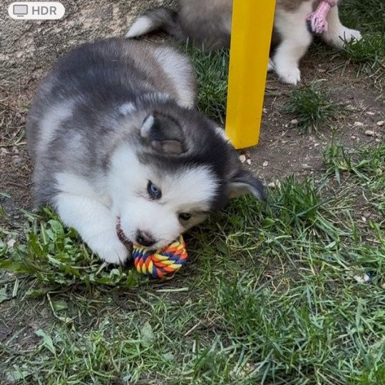 chien Pomsky gris loup agouti Astral Sacrepomskysud