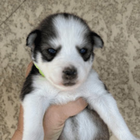chien Pomsky gris loup agouti Astral Sacrepomskysud