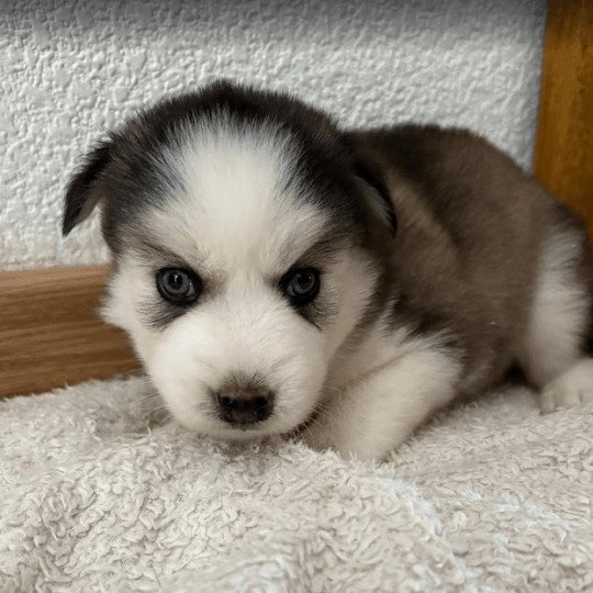 chien Pomsky gris loup agouti Astral Sacrepomskysud
