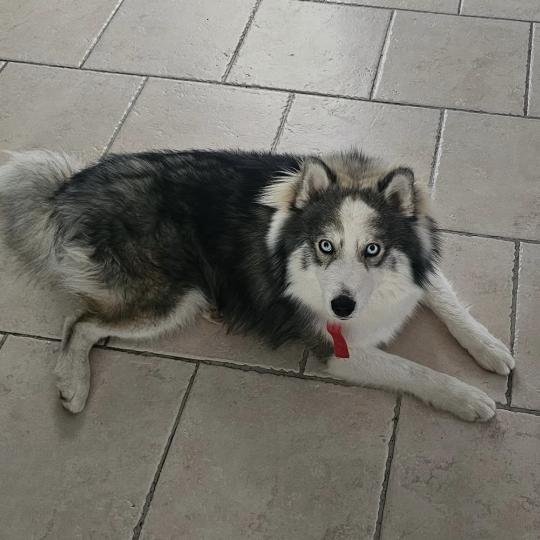Astral du Domaine Garlaban Mâle Pomsky