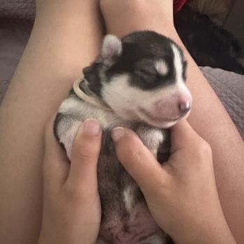 chiot Pomsky Noir et blanc Bingo Sacrepomskysud