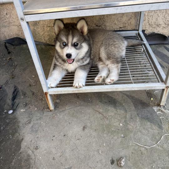 chiot Pomsky Noir et blanc Bingo Sacrepomskysud