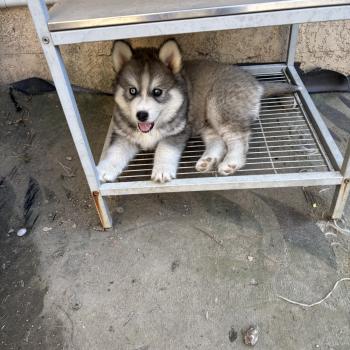 chiot Pomsky Noir et blanc Bingo Sacrepomskysud