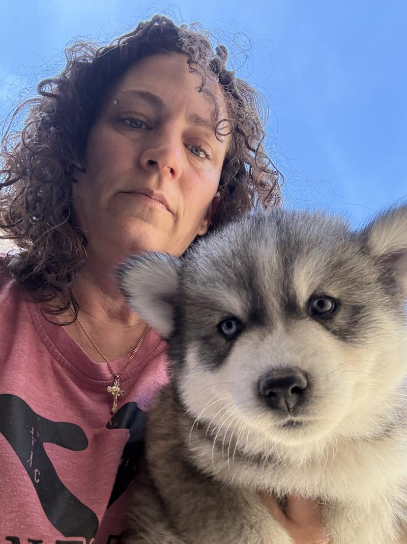 Baiko du domaine Garlaban Mâle Pomsky