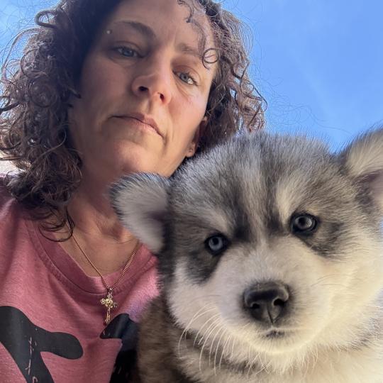 Baiko du domaine Garlaban Mâle Pomsky