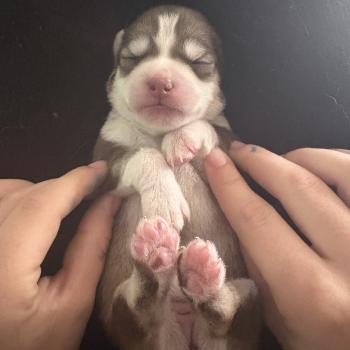 chiot Pomsky Chocolat Bailey Sacrepomskysud